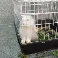 خرگوش لپ سالم همراه با قفس|موش و خرگوش|مینودشت, |دیوار