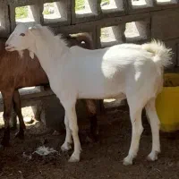 کهره نر|حیوانات مزرعه|تخت, |دیوار