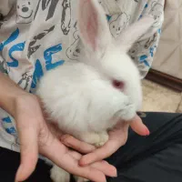 خرگوش|موش و خرگوش|بندر ماهشهر, |دیوار