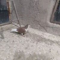 کبوتر فروشی|پرنده|سراوان, |دیوار