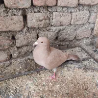 کفتر|پرنده|بیرجند, |دیوار