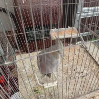 عروس هلندی نر|پرنده|مرند, |دیوار