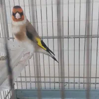 سهرمست کت بنداز