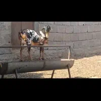 قوچ برشن|حیوانات مزرعه|فین, |دیوار