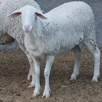 فروش ۳راس بره ماده لاکن