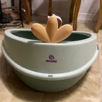 گربه اسکاتیش پرشین|گربه|تربتحیدریه, کوه سنگی|دیوار