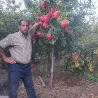 انار محلی درجه یک درب باغ