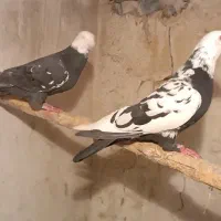 یک جفت کفتر پلاکی|پرنده|شیراز, بازار|دیوار