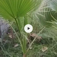 فروش نهال پالم