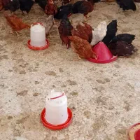 جوجه محلی جهادی