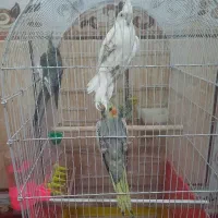 چهارتا عروس  قیمت مناسب