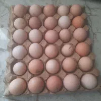 فروش تخم نطفه دار مرغ محلی تضمینی