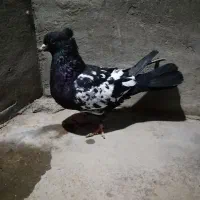 6تا کبوتر ماده|پرنده|مسجد سلیمان, |دیوار