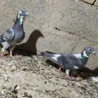 کبوتر مسافتی