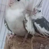 جفت عروس هلندی|پرنده|گرمسار, |دیوار