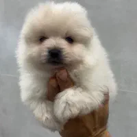 پامرانین عروسکی نر|سگ|ساری, |دیوار