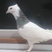 طوقی الماسی