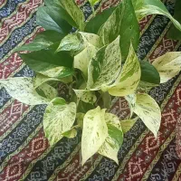 ارتشی پر|گل و گیاه طبیعی|کرج, گلشهر|دیوار