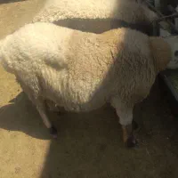بره قوچی