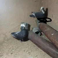 یک جفت کبوتر مسافتی خوب