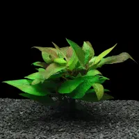 گیاه اکواریومی