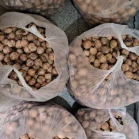 گردو|خوردنی و آشامیدنی|تهران, آهنگ|دیوار