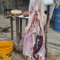 گوسفند زنده مغان بهداشتی باپلاک باقصاب|حیوانات مزرعه|کرج, ساسانی (قلمستان)|دیوار
