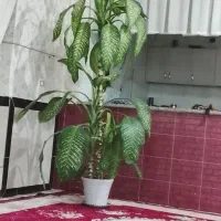 گل دیفن|گل و گیاه طبیعی|بیستون, |دیوار