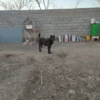 واگذاری دو عددسگ نروماده