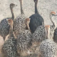فروش جوجه شتر مرغ