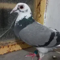 پلاکی ماده۲۰۲۶