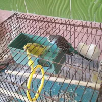 دوعدد مرغ عشق نرو ماده بالغ