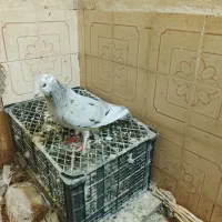 هفت رنگ ماده