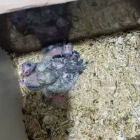 جوجه هلندی|پرنده|فولادشهر, سایت صنعتی کاوه|دیوار