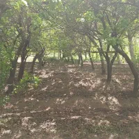 باغ-6600-متری-واقع-در-روستای-صادق-آباد-بوئین-زهرا