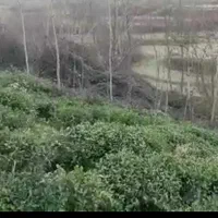 زمین کشاورزی. باغ چای