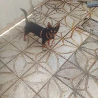 سگ پاکوتاه نژاد دار اصیل