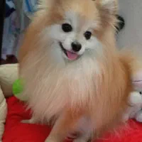 سگ پامر|سگ|کازرون, |دیوار