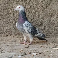 بزک کوهی ، یهودی زرد