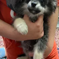 توله پامرین روباهی اصیل