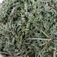 فروش مستارتازه کوهی