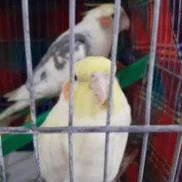 عروس هلندی لوتینو بالغ|پرنده|لاهیجان, امیرشهید|دیوار