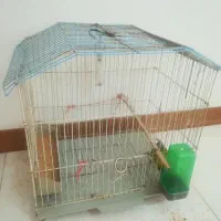 طوطی برزیلی به همراه قفس