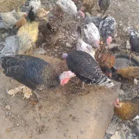 بوقلمون و مرغ|حیوانات مزرعه|پلدختر, |دیوار