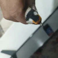 سهره چهارگل دوسال قفس