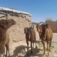 معاوضه شتر با میش|حیوانات مزرعه|شیراز, میانرود|دیوار