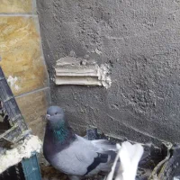 سبز دوپرمونده صاف کنه|پرنده|میانه, |دیوار