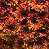 پخش عمده داوودی.رزایرانی وهلندی،قلم فوروگلایل