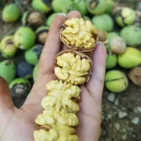 پوست کاغذی مغز درجه یک توسر کان عمده