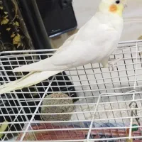 عروس هلندی نر فروشی